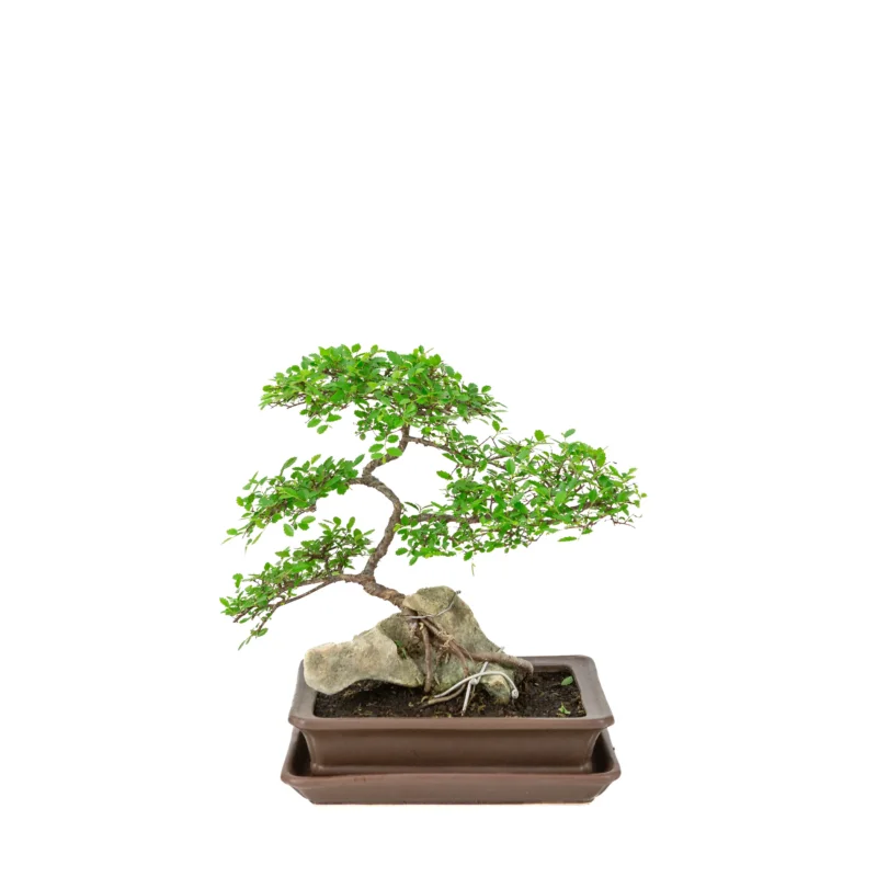 Zelkova serrata Bonsai mit Stein in brauner, rechteckiger Schale, Höhe ~26cm