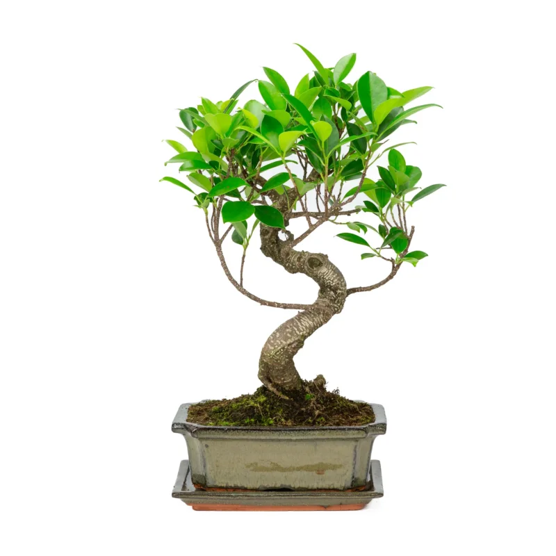 Innenbonsai Ficus retusa Form grüner rechteckige Schale 20 cm, Höhe ~ 36 cm