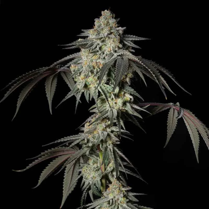 Silent Seeds Mint Candy Fem 3St.
